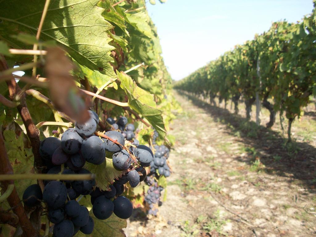 Loire, Chateaux, Et Vignes Onzain Eksteriør bilde